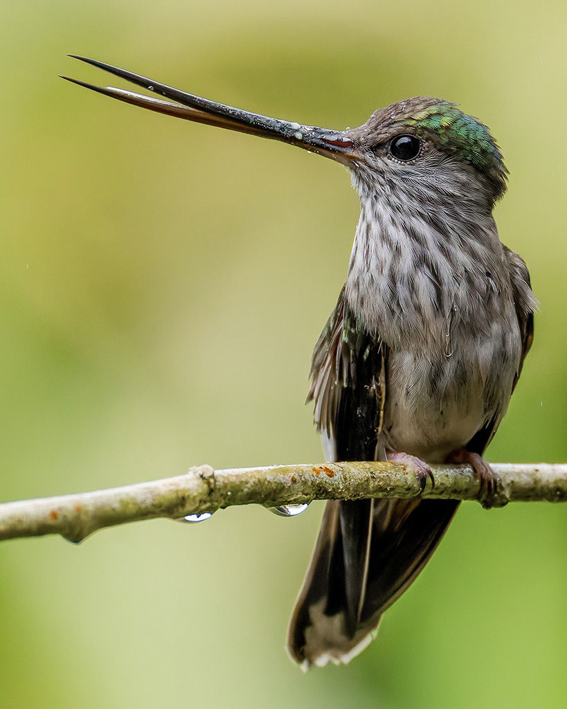 Ecuador Photo Tour – Wildlife, Culture & Landscapes