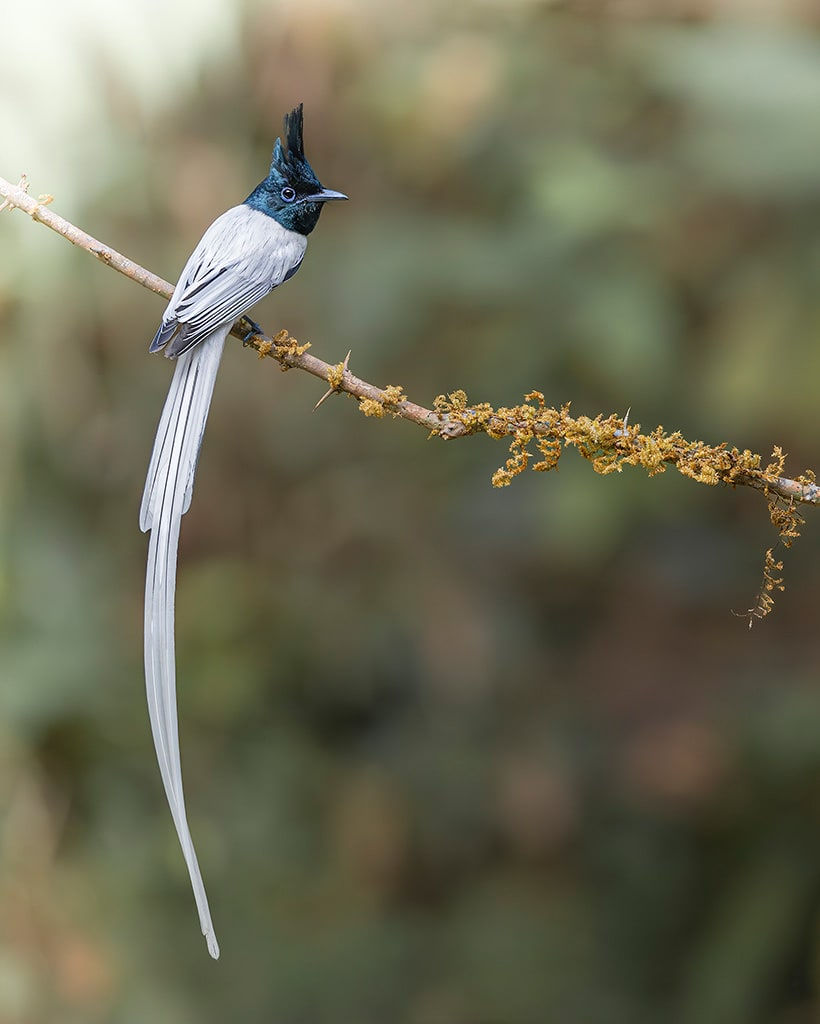 Tigers of Bandhavgarh | India Wildlife Photography Tour