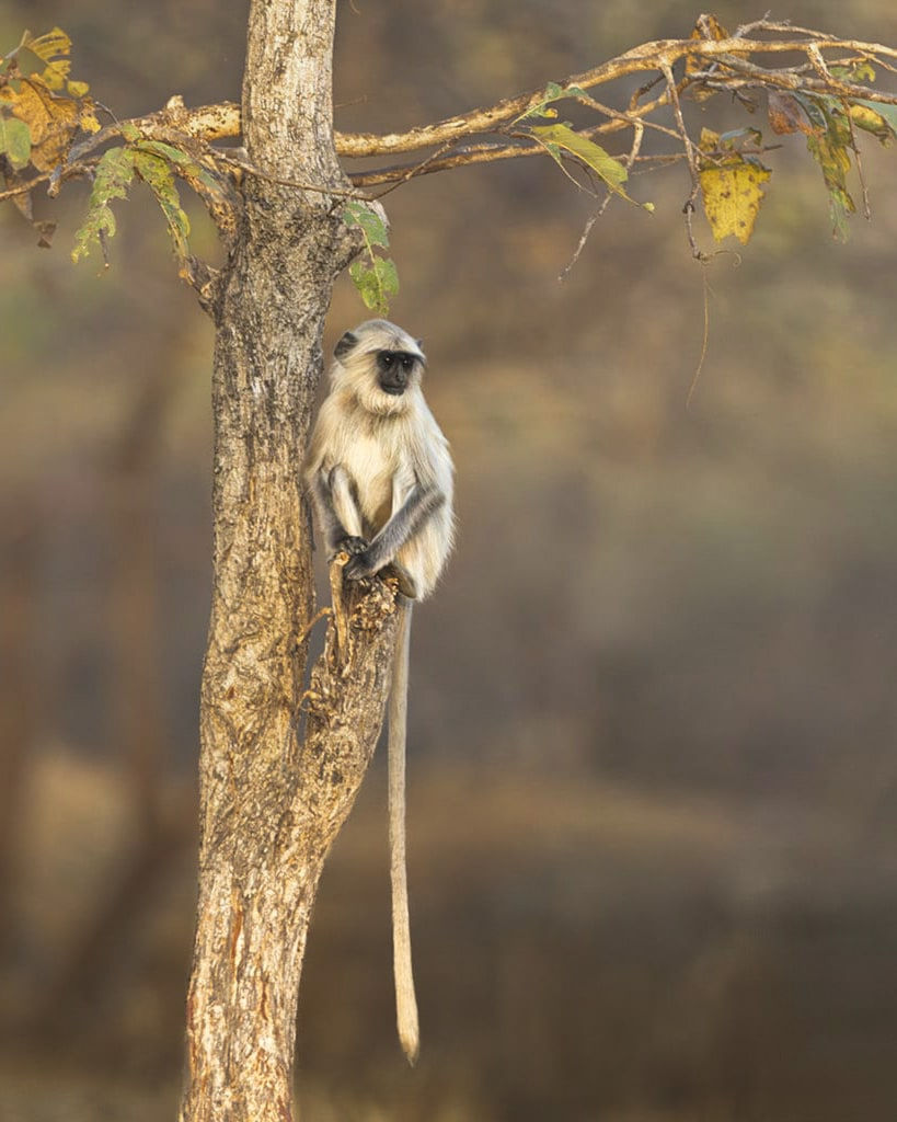 Tigers of Bandhavgarh | India Wildlife Photography Tour