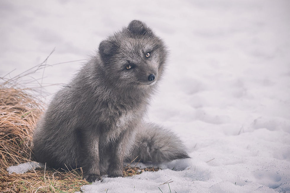 Arctic Fox Photography Tour in Iceland – Winter Wildlife Adventure