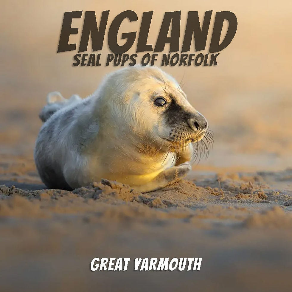 England seals