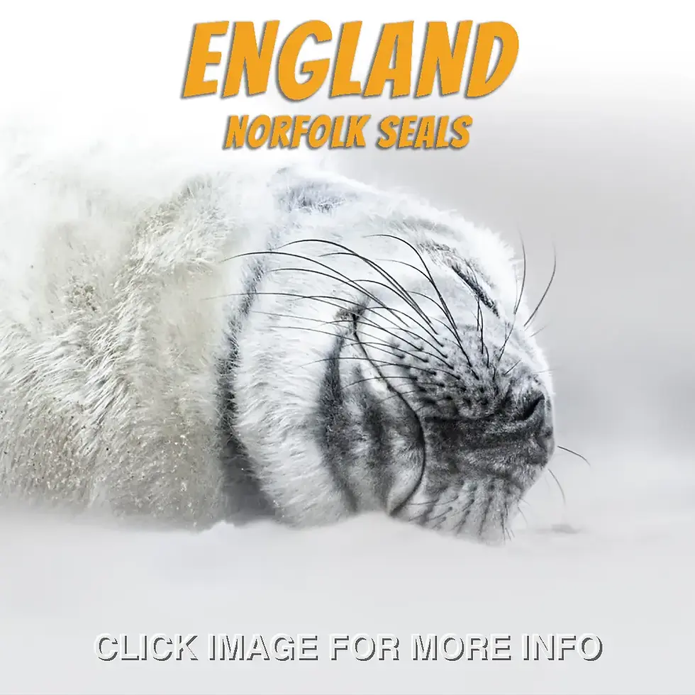 England seals
