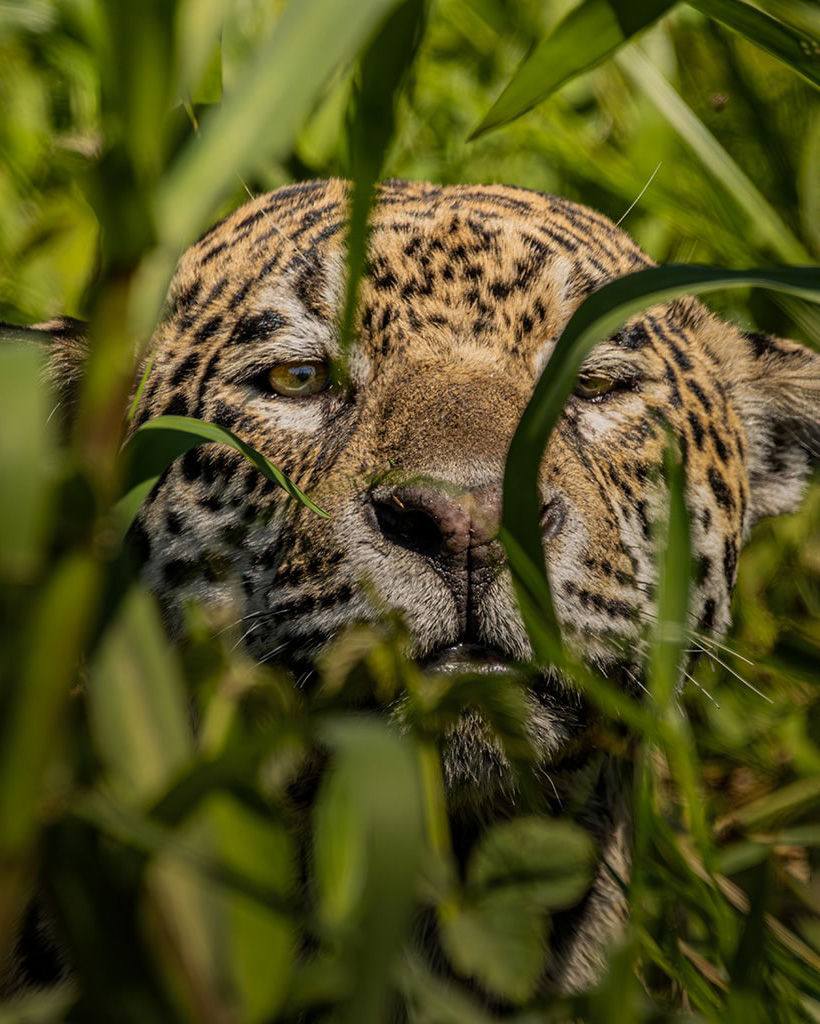Pantanal Photo Tour | Wildlife, Wetlands & Culture Adventure