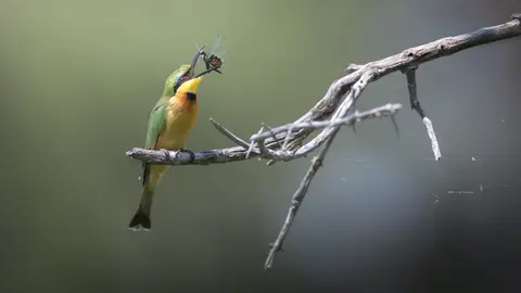 Best of Botswana bee eater