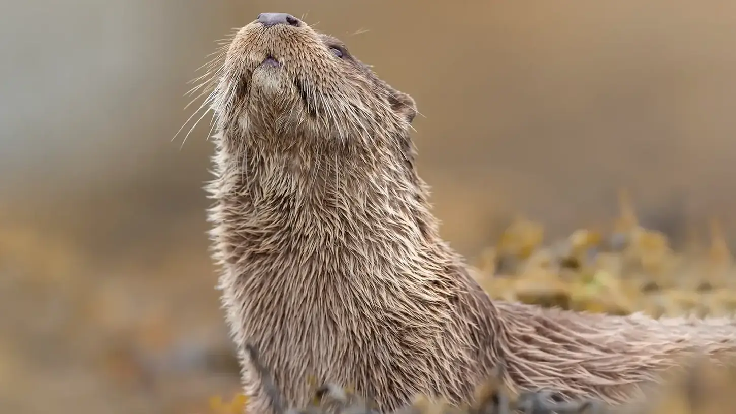 Eurasian otter