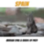 Spain Iberian lynx