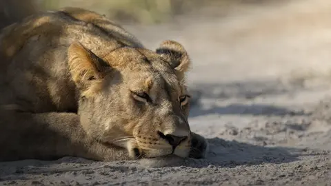 Best of Botswana lion
