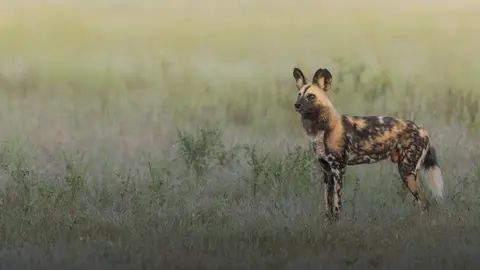 Best of Botswana wild dog