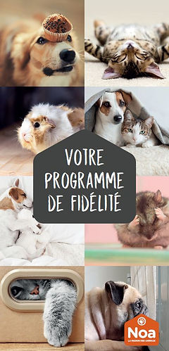 Quelle Assurance Chien Choisir Sans Engagement