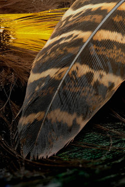 Feather_05