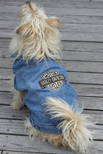 harley davidson denim dog jacket