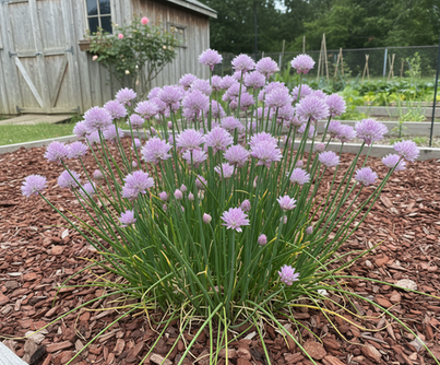 The grass-like leaves and edible purple flowers of a Chives plant, a deer-resistant herb.
