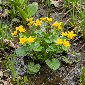 Bright yellow Marsh Marigold flowers growing in water.