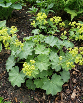 Water droplets beading up on the leaves of Lady's Mantle.