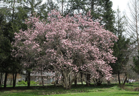 The large, fragrant white flower of a Magnolia Tree, a classic showy flowering tree.
