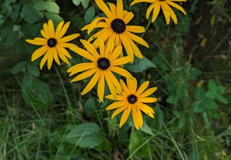 A close-up of a Black-Eyed Susan, a deer-resistant native perennial with yellow flowers.

