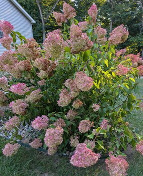 A Panicle Hydrangea shrub with large, cone-shaped white flowers, a hardy and low-maintenance choice.