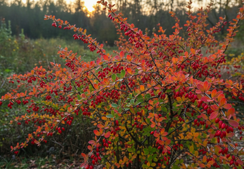A Barberry shrub with thorny branches and purple foliage, a hardy and deer-resistant plant.
