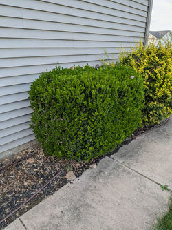 A neatly trimmed Boxwood shrub, an evergreen perfect for creating formal hedges in Michigan.
