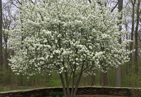 The early spring white flowers of a native Serviceberry, a tree with four-season interest and edible fruit.
