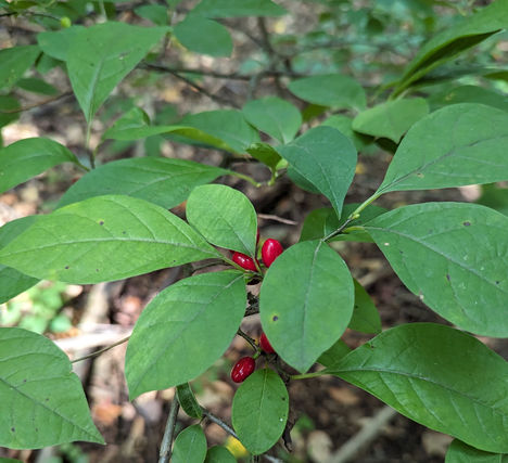 The foliage of a Spicebush, a native shrub that provides four-season interest and supports birds.