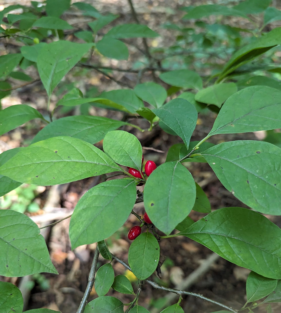The foliage of a Spicebush, a native shrub that provides four-season interest and supports birds.