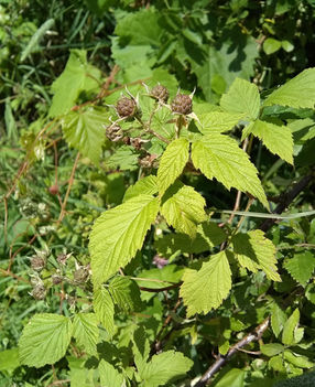 Ripe blackberries on the cane, an edible fruit plant for home gardens.
