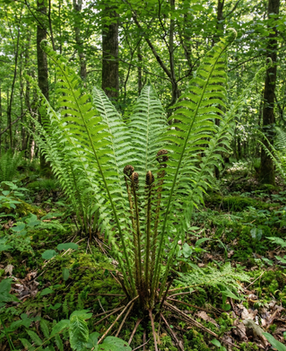 Tall, vase-shaped fronds of Ostrich Fern.