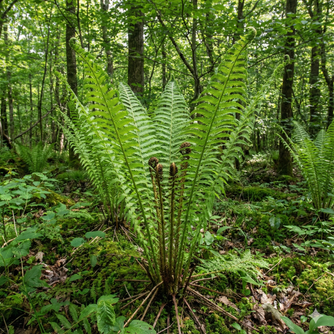 Tall, vase-shaped fronds of Ostrich Fern.