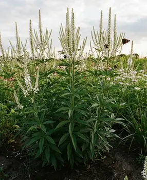 White candelabra-like flower spikes of Culver's Root reaching skyward.