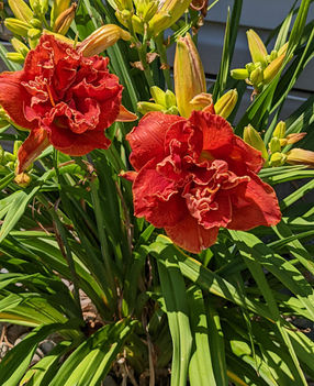 A red Daylily in bloom, a hardy and drought-tolerant perennial for Michigan landscapes.