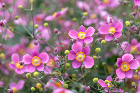 The tall, graceful pink flower of a Japanese Anemone, a low-maintenance choice for fall blooms.