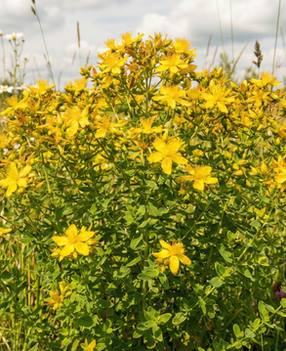 Bright yellow pom-pom flowers of Shrubby St. John's Wort.