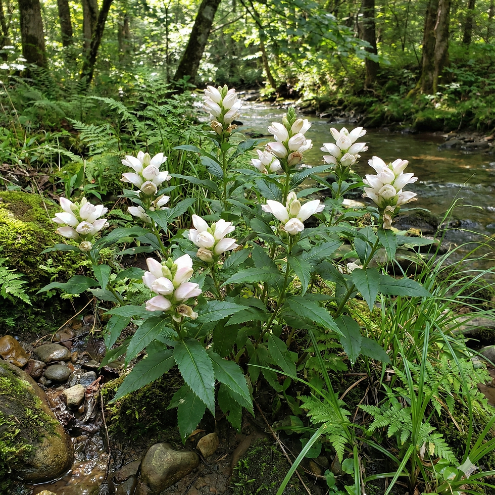 White flowers of Turtlehead that look like the head of a turtle.