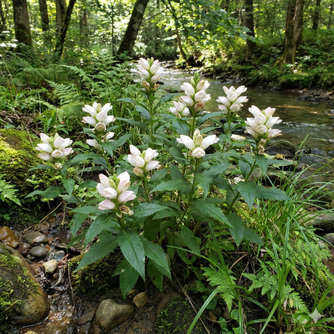 White flowers of Turtlehead that look like the head of a turtle.