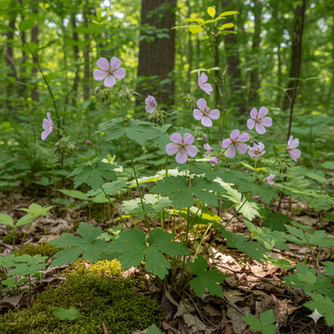 Soft pink-lavender flowers of Wild Geranium blooming in a woodland setting.