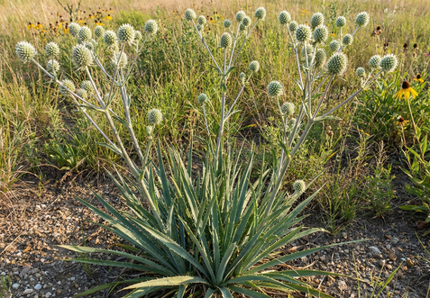 Spherical white flower heads of Rattlesnake Master.