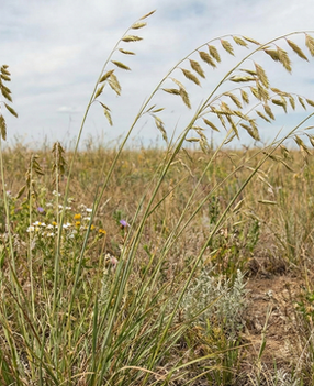 Red anthers hanging from the side of Sideoats Grama grass stems.