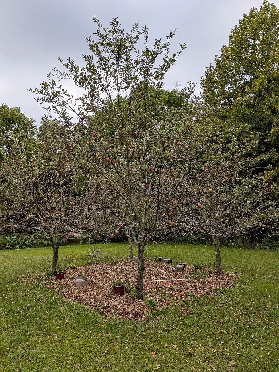 An apple tree, a classic fruit tree for Michigan that produces edible apples in the fall.