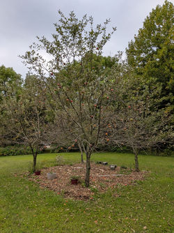 An apple tree, a classic fruit tree for Michigan that produces edible apples in the fall.
