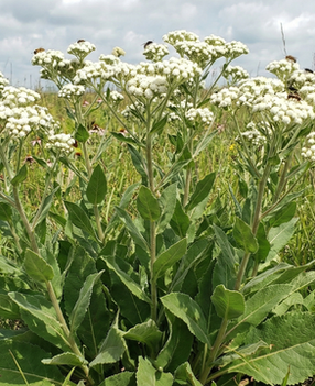 White, pearl-like flower heads of Wild Quinine.