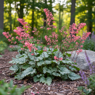 The colorful purple and green foliage of a Coral Bells plant, a hardy and low-maintenance perennial for shade.