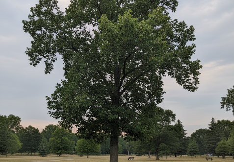 A tall Tulip Tree, a fast-growing native shade tree with unique leaves and flowers.