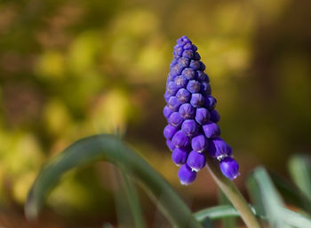 A flower in the garden on May Day at Blue Sky Daycare home daycare