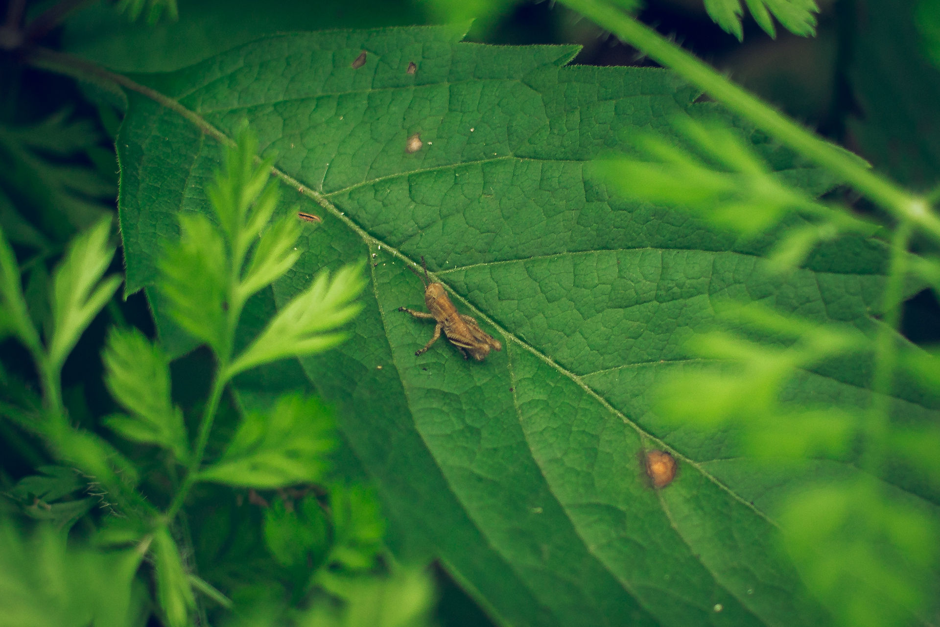 More bugs!