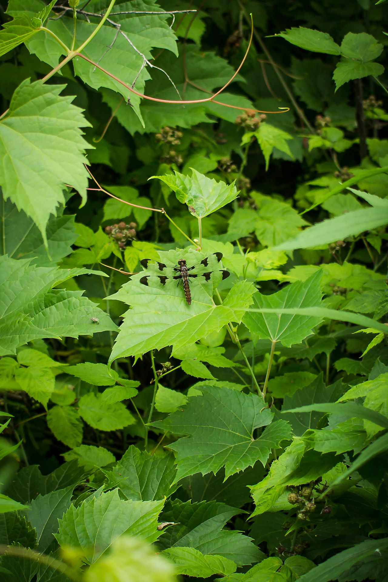 More bugs!