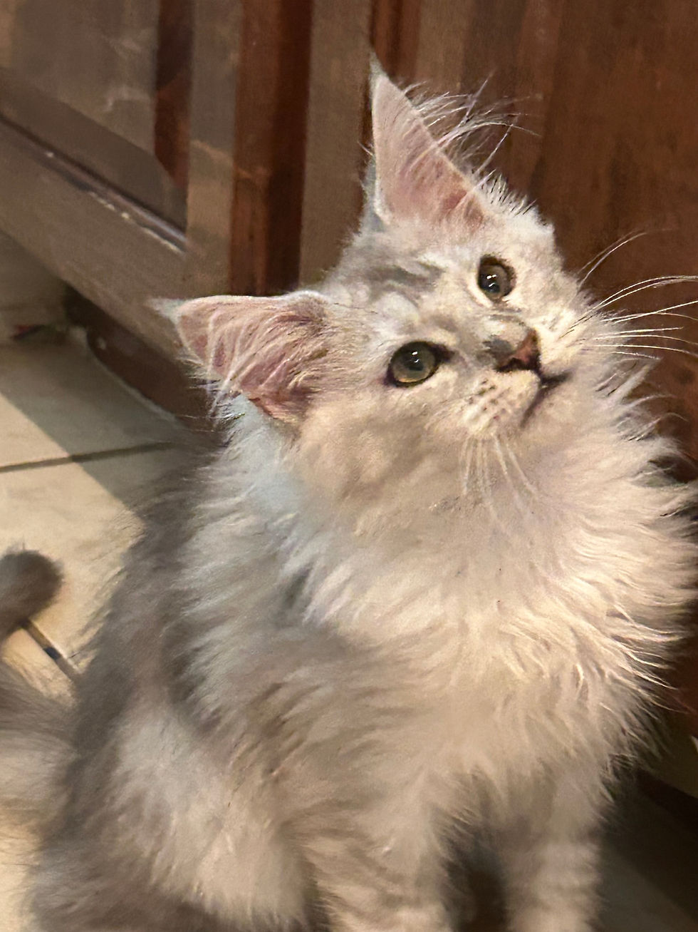 Maine Coon Cat Myths Debunked: The Real Truth About These Gentle Giants