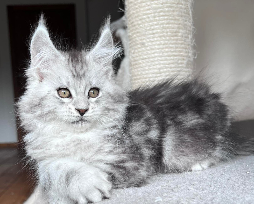 European Maine Coon Breeder Sweet Giants Main Coons Mckinney