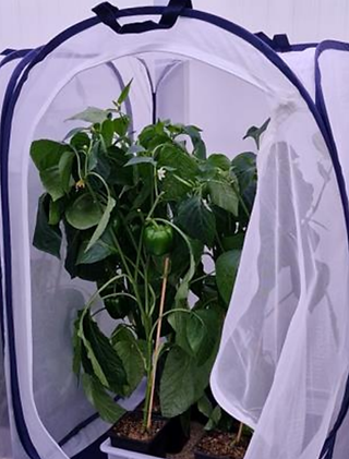 Recht een  alternatieve kweek methode: een nieuw dieet is uitgeprobeerd, aangevuld met tomatensap, waarbij de  rupsen individueel in cupjes worden gehouden. 