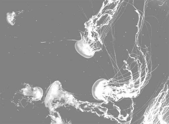Jellyfish